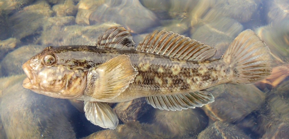Морские бычки Дальний Восток