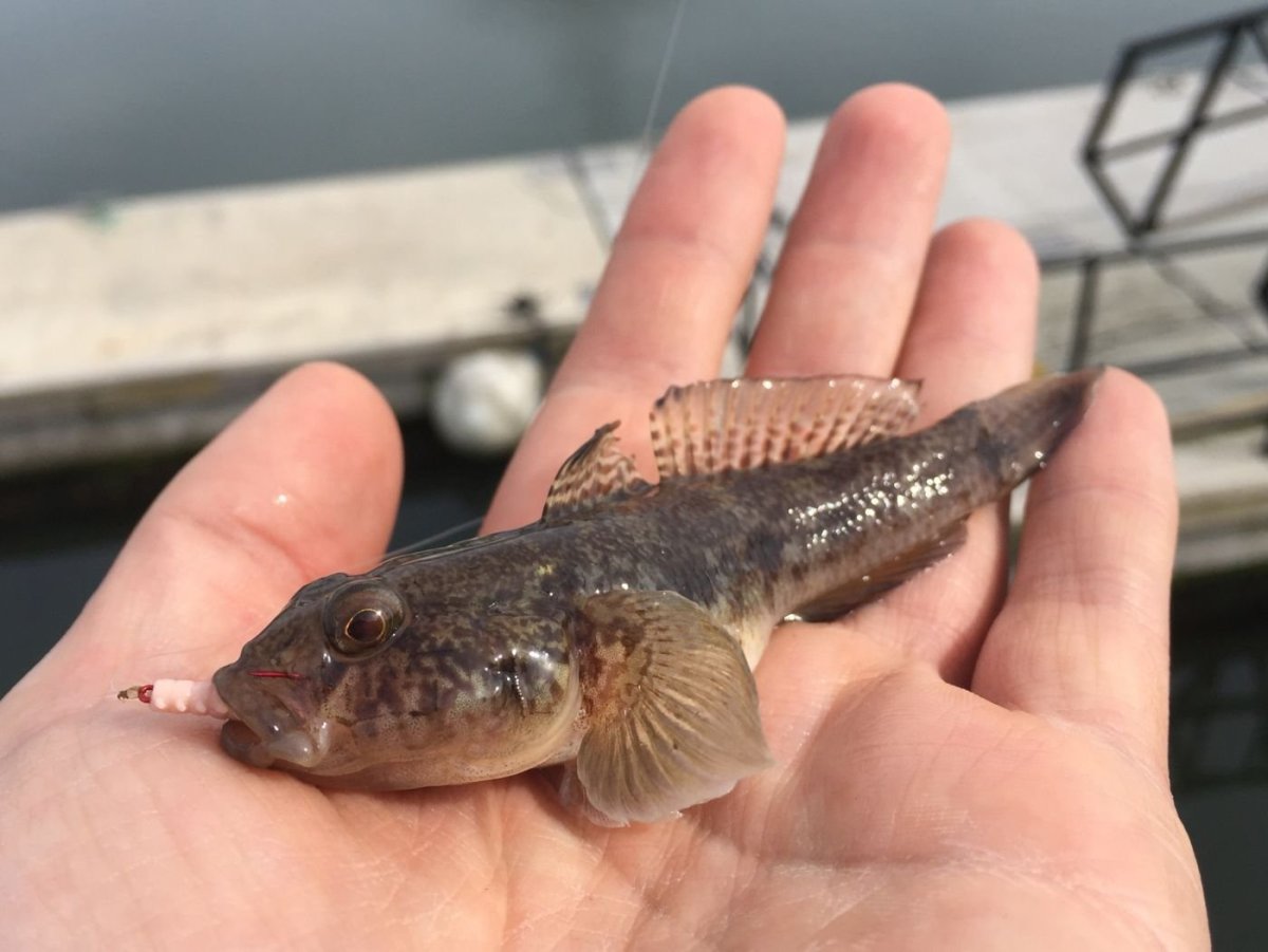 Бычок подкаменщик Черноморский