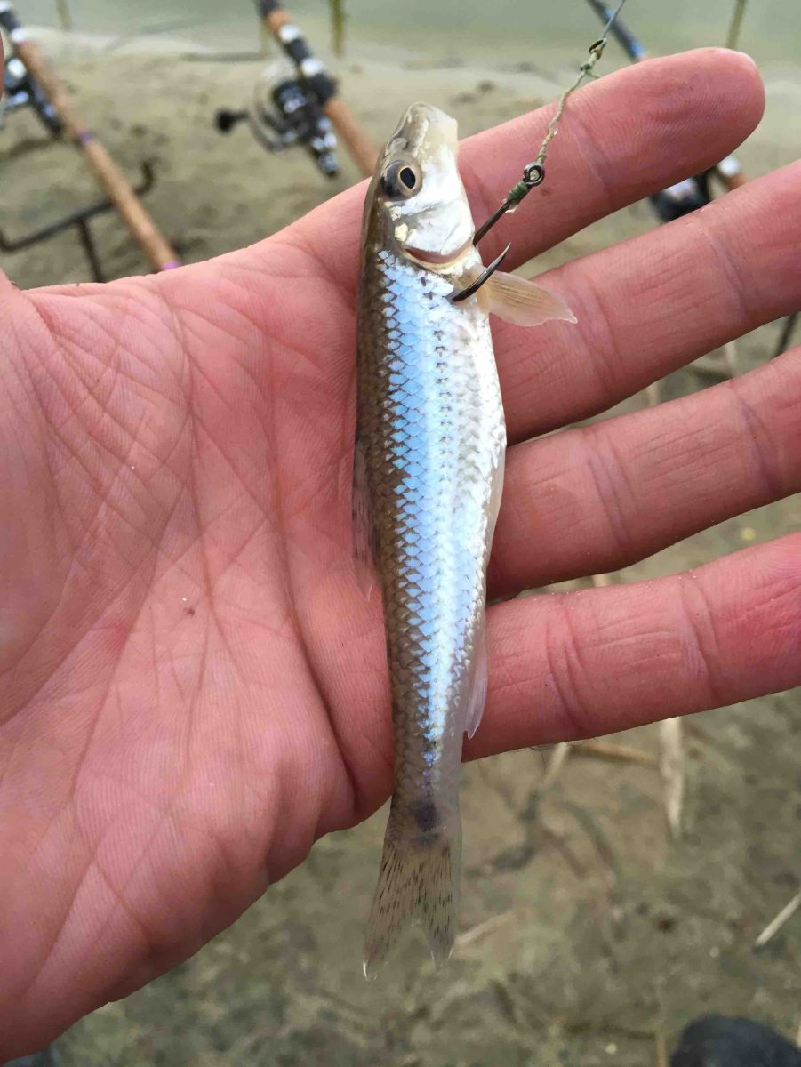 Пескарь рыба