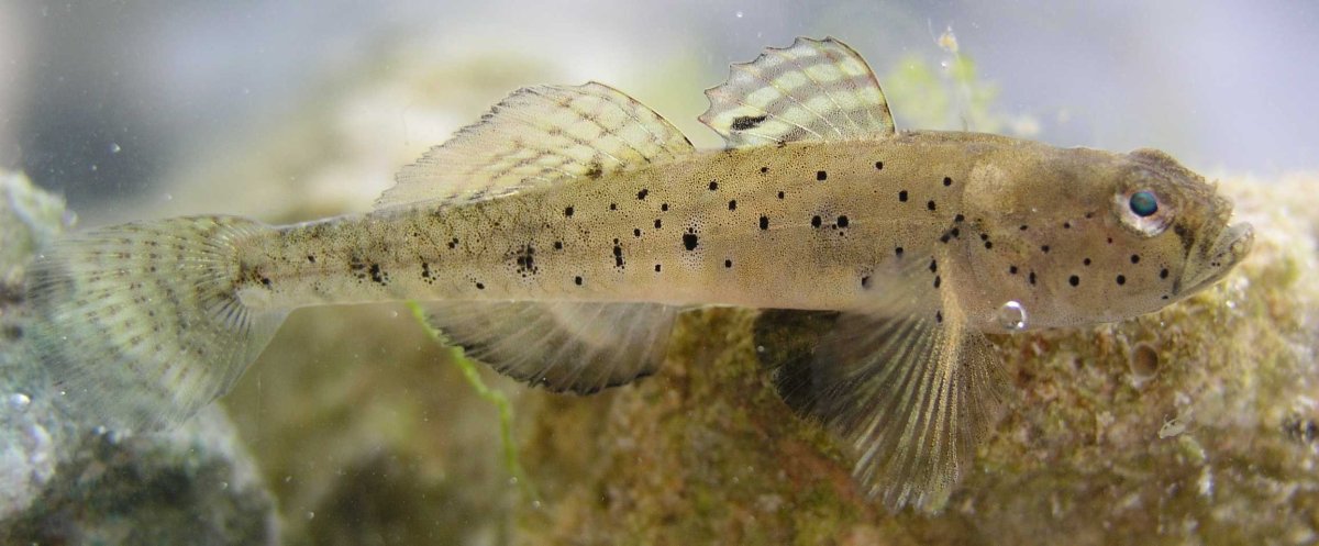 Pomatoschistus minutus