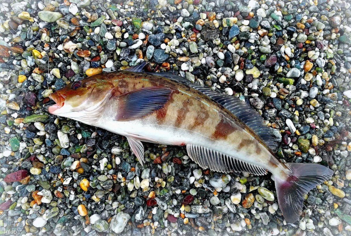 Гольян обыкновенный - Phoxinus Phoxinus