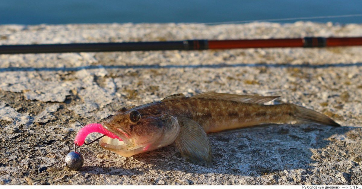 Донской бычок