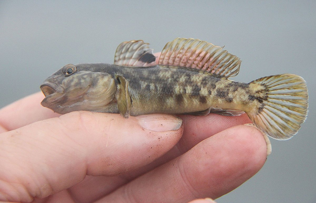 Бычок подкаменщик Сибирский