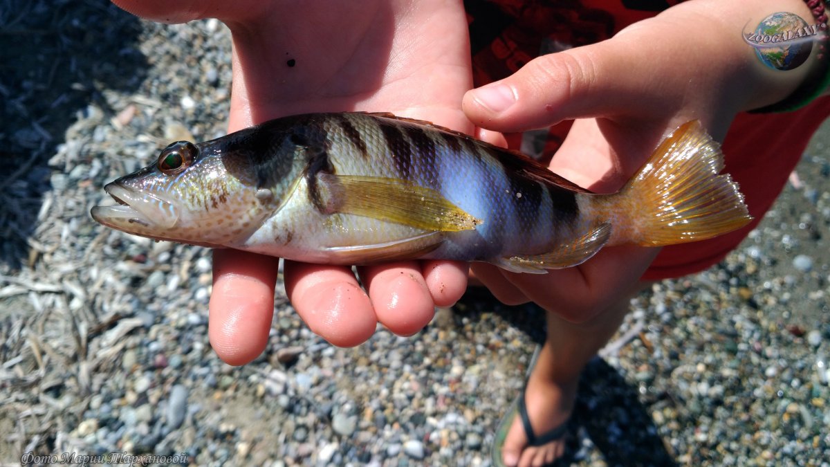 Объедки рыбы