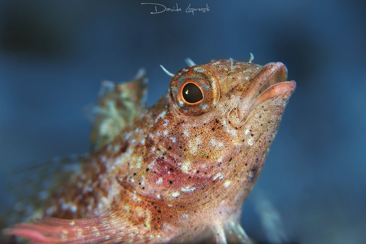 Бычок Бубырь