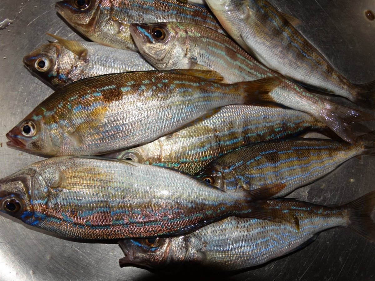 Черноморский окунь смарида