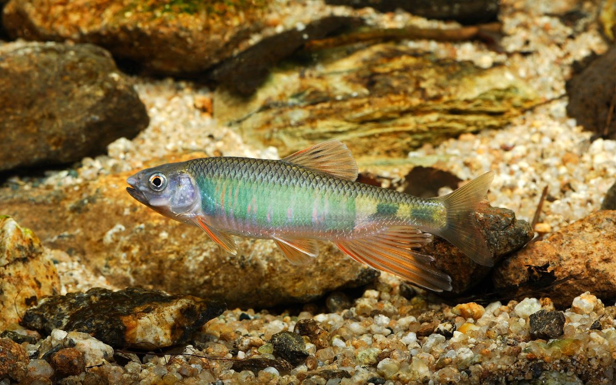 Рыба солдатик