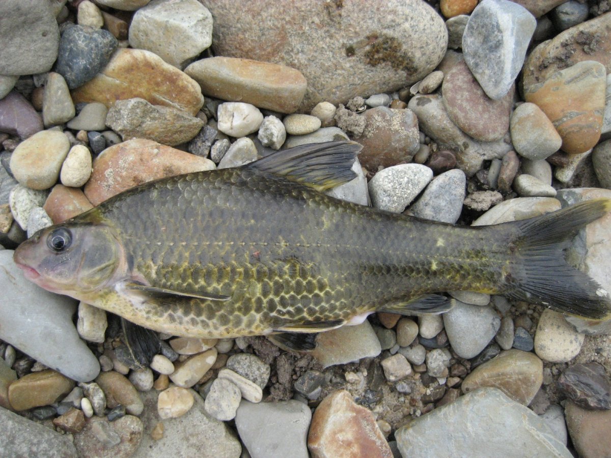 Пескарь Линь в Амуре