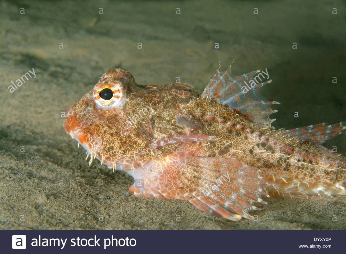 Пескарь рыба