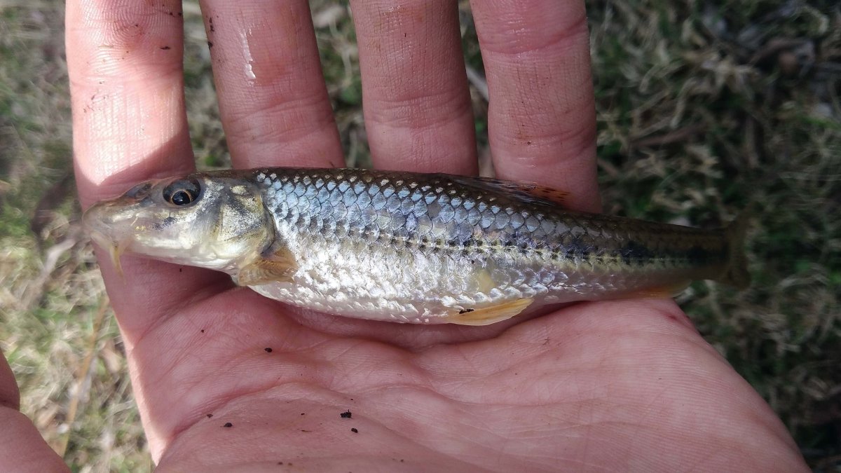 Пескарь -Бубырь рыба