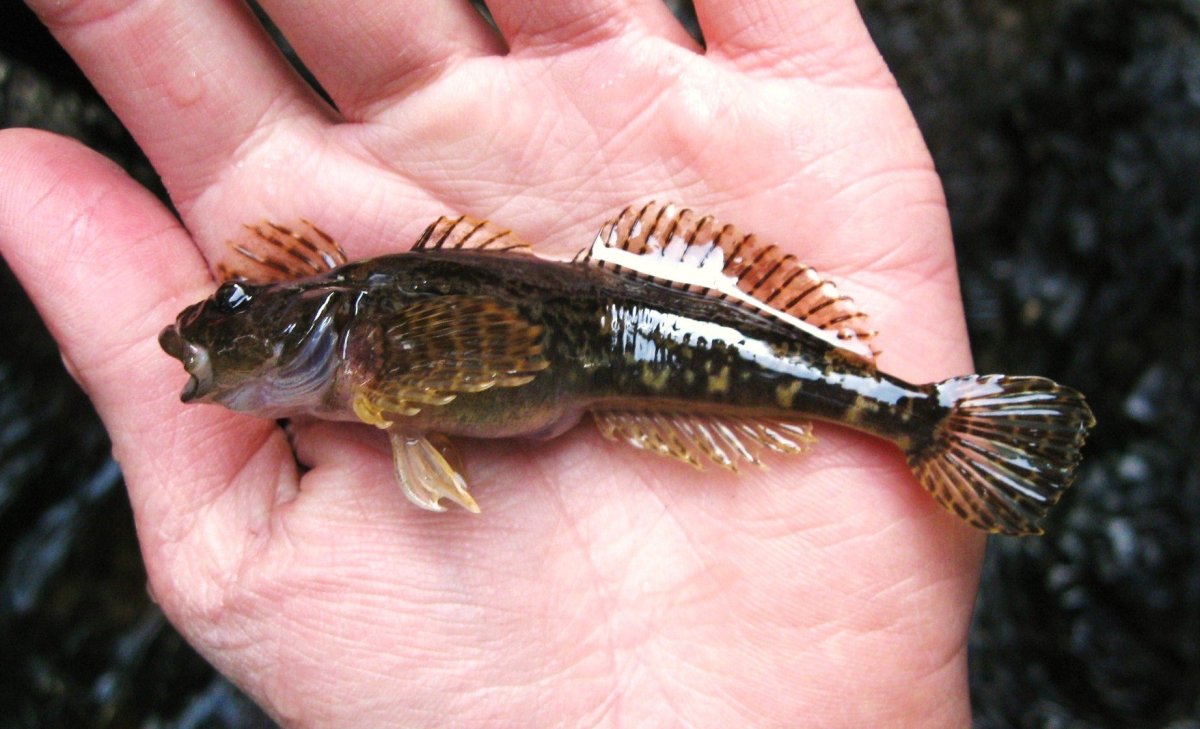 Речной бычок подкаменщик