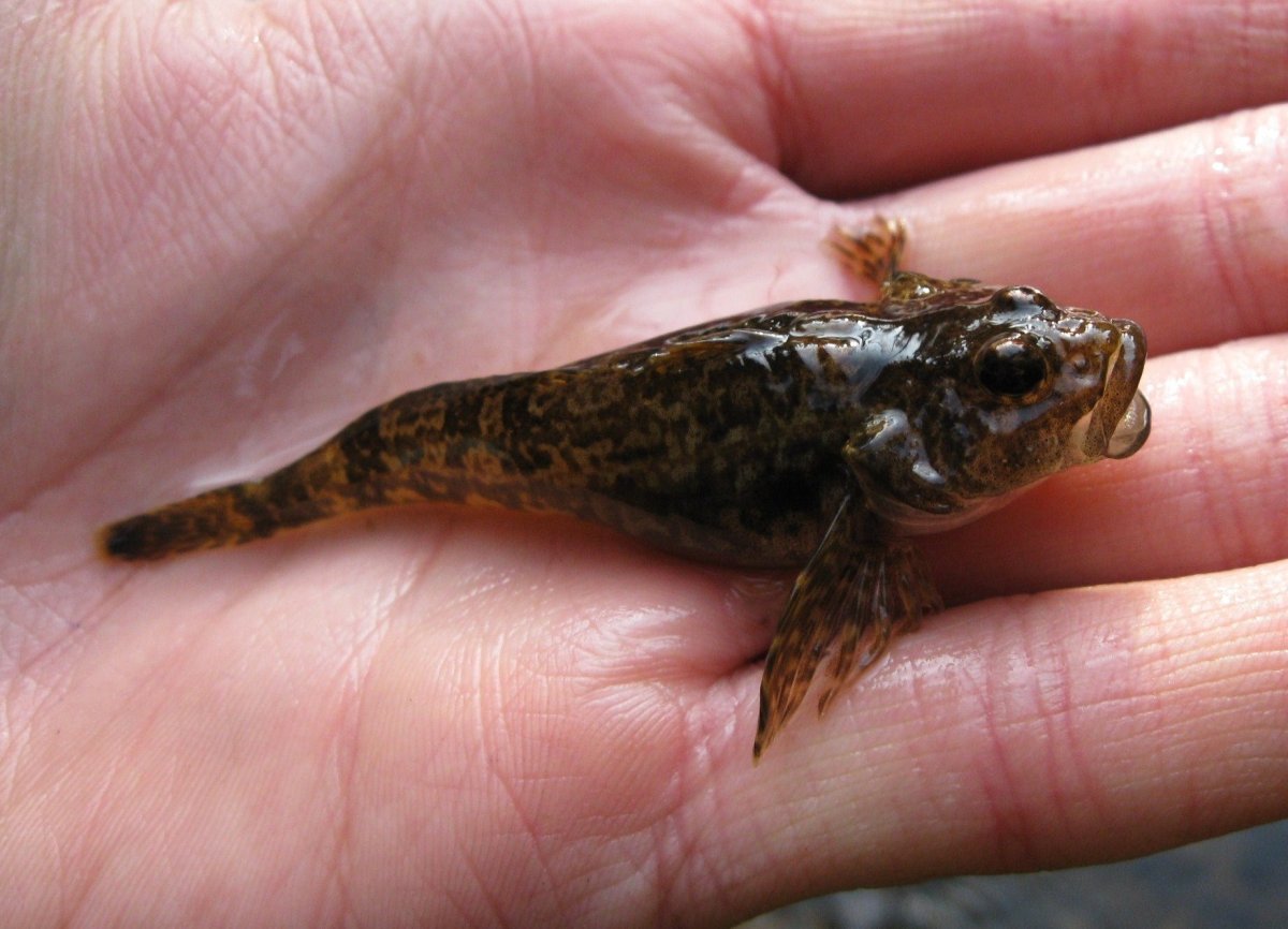 Скелет рыбы дорадо