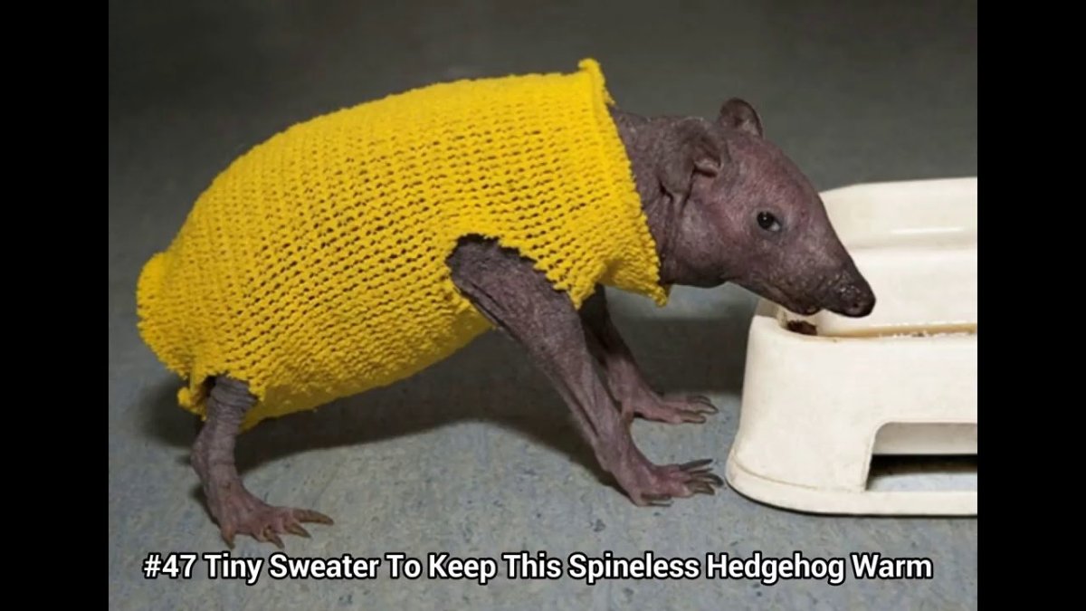 Лысый Ежик без иголок