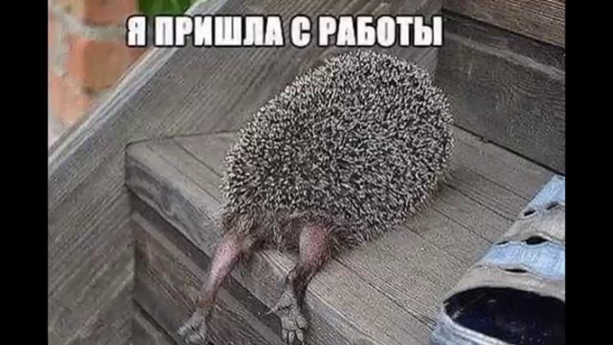 Пьяный Ежик