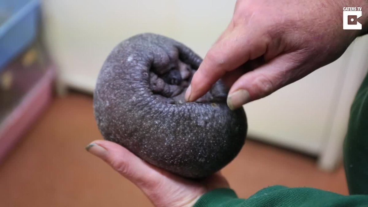 Клипса лысый еж