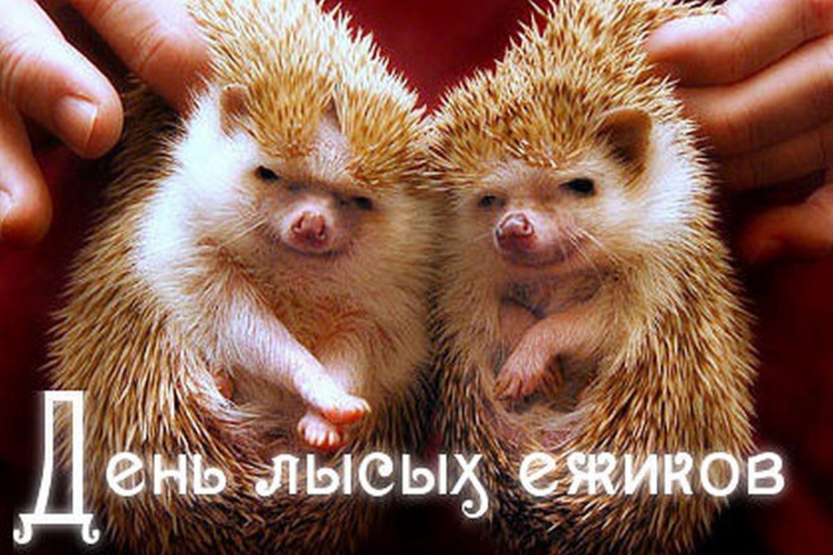 День лысых ежиков