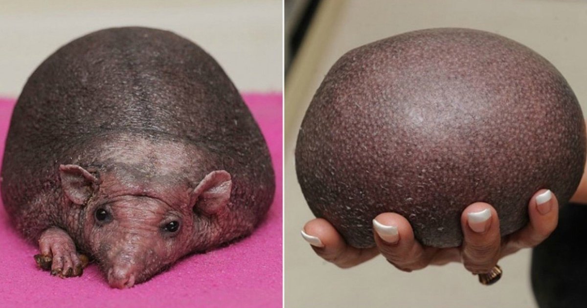 Ежик Нельсон