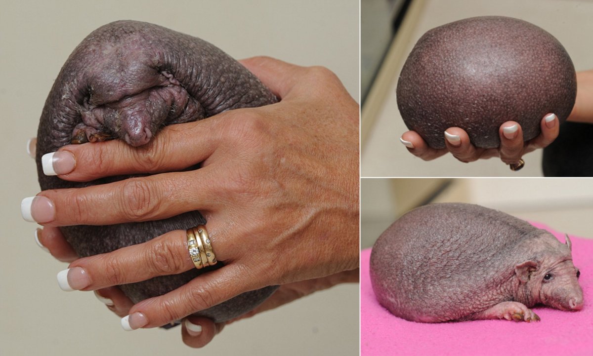 Как выглядит лысый Ежик