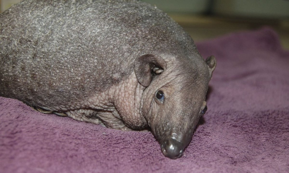 Ежик Нельсон