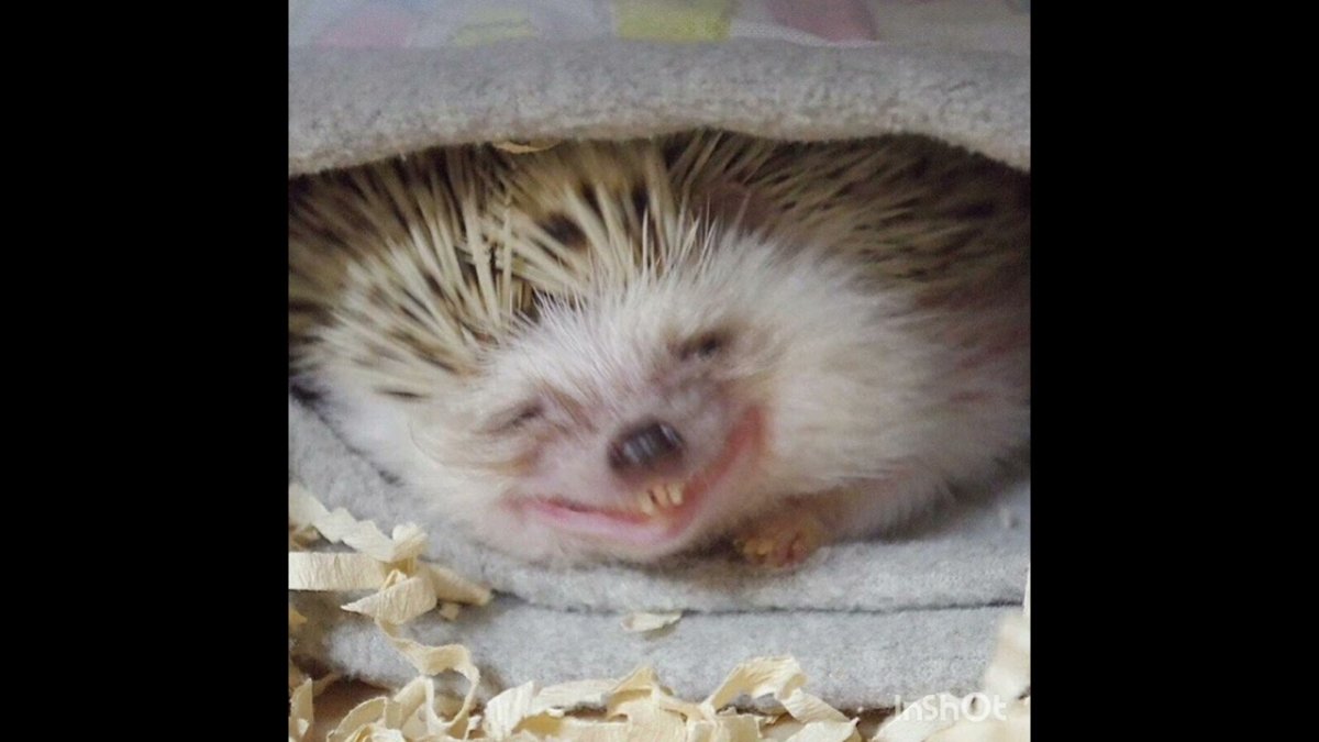 Ежик сильвупле