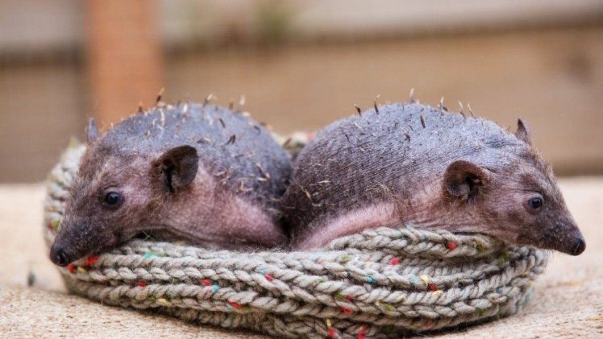 Лысый Ежик Великобритания