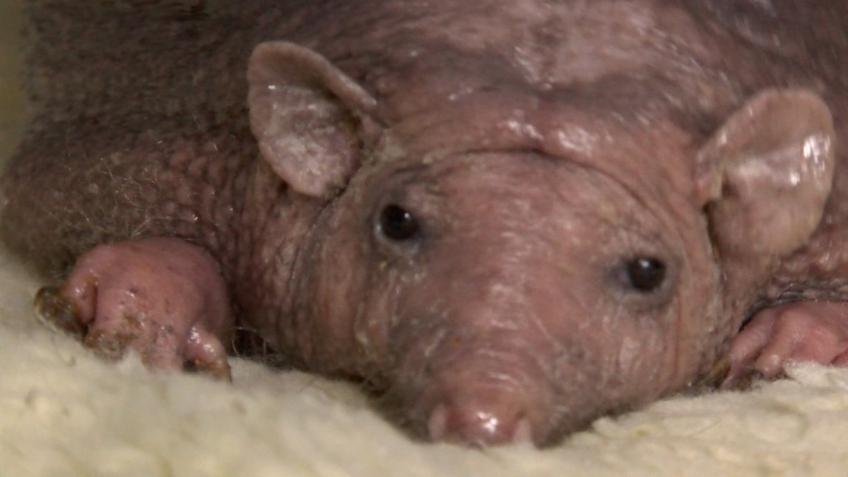 Ежик Нельсон