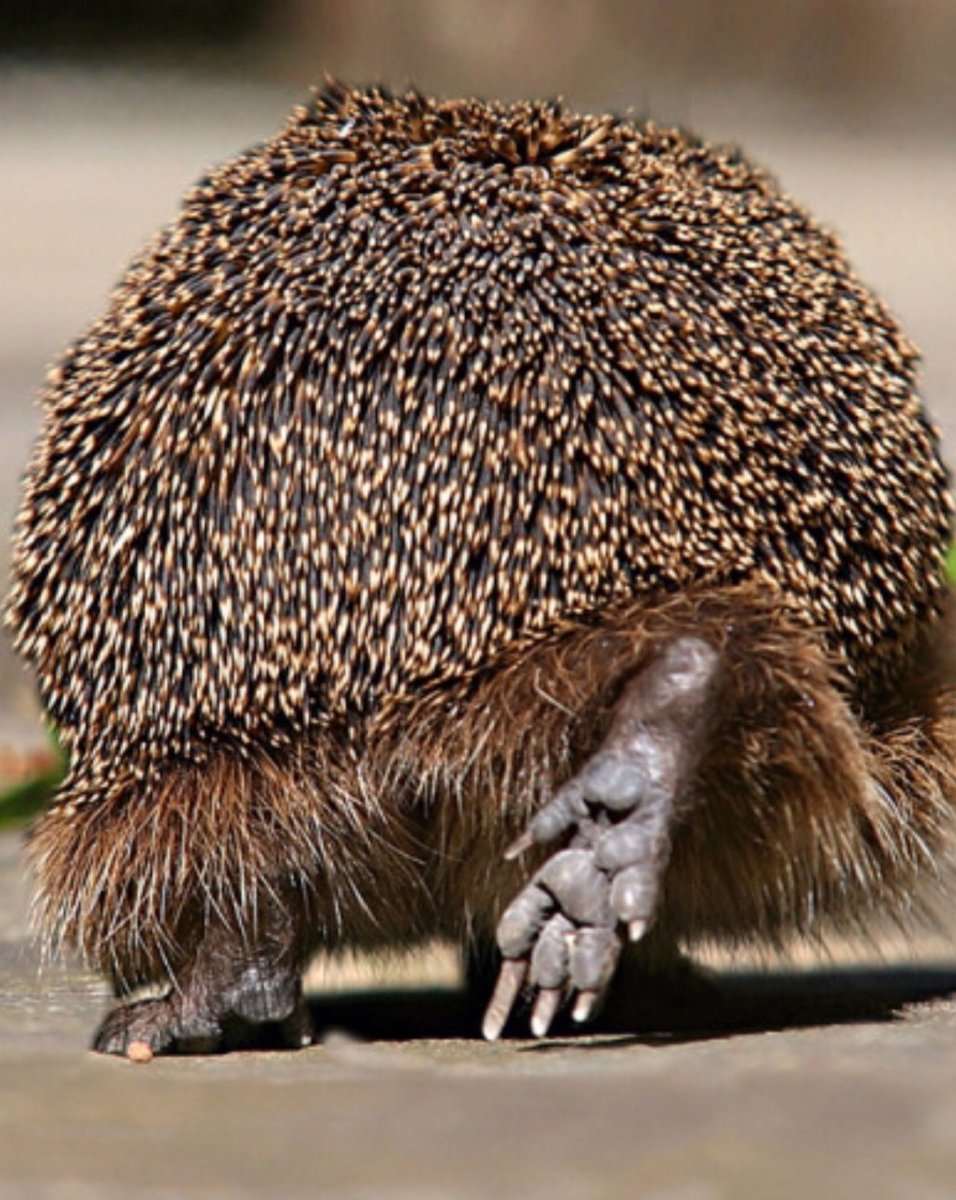 Волосатый Ежик