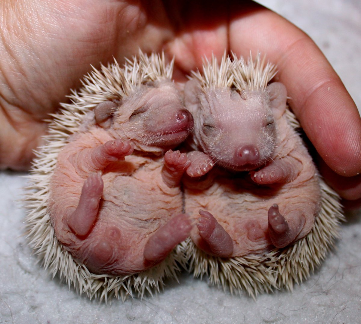 Африканский Ёжик ежата Новорожденные