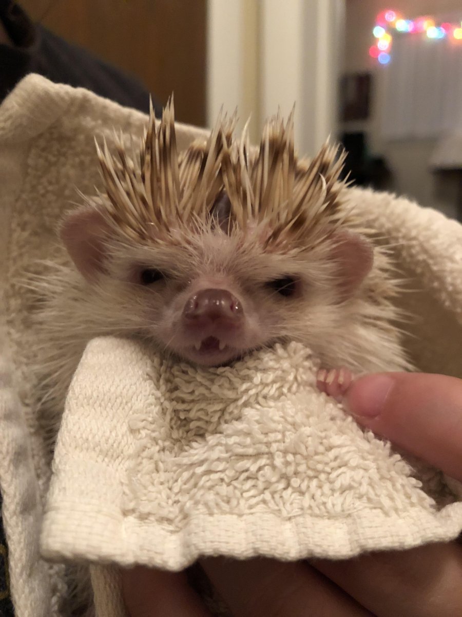 Ёжики хуёжики