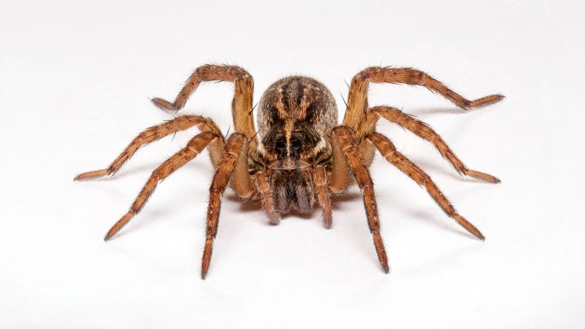 Паук на белом фоне