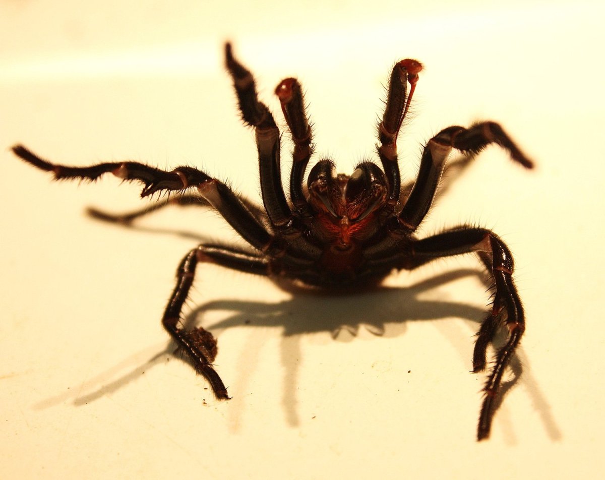 Краб паук старшая особь тарантула
