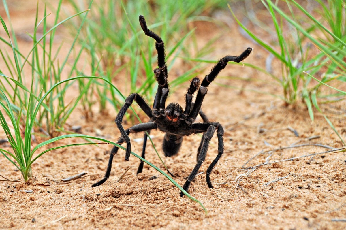 Паук Тарантул угрожающая