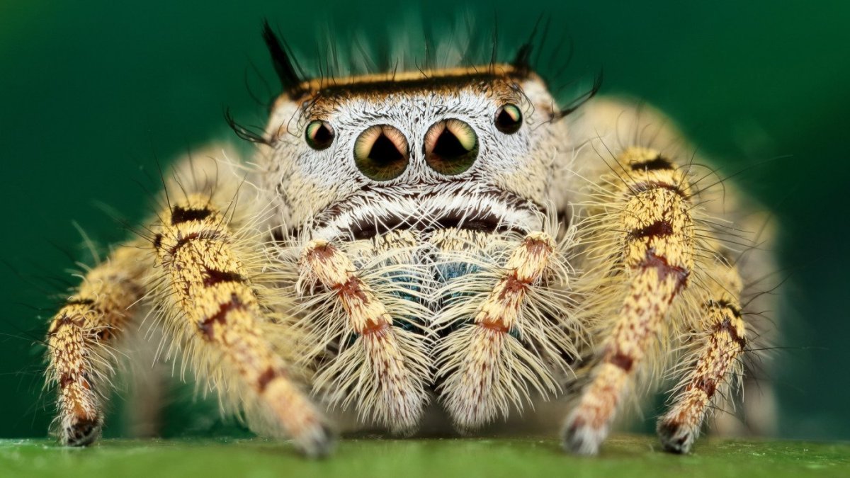 Паук скакун полосатый