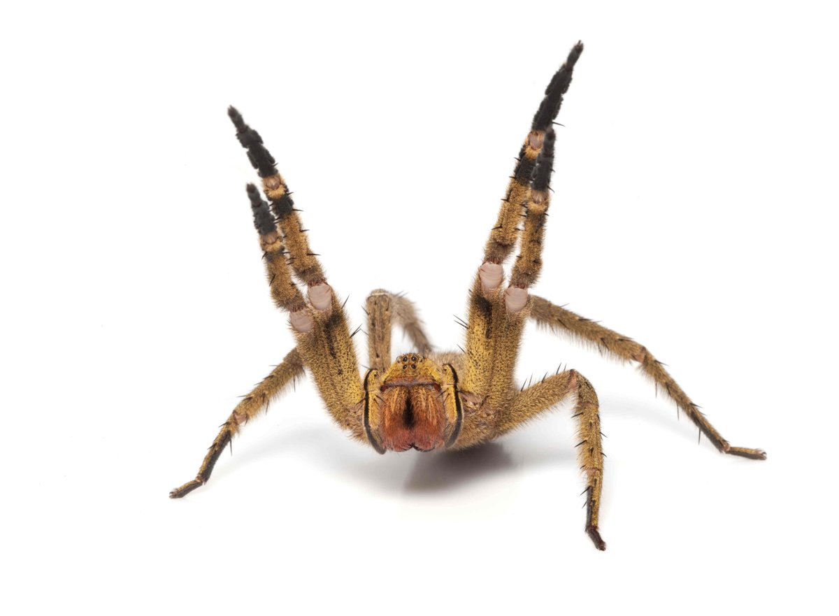 Паук на белом фоне