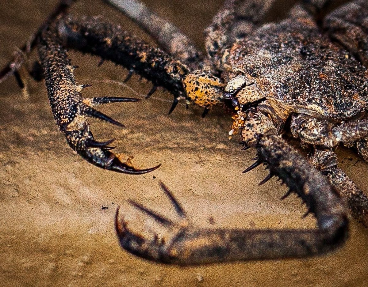 Жгутоногий Скорпион