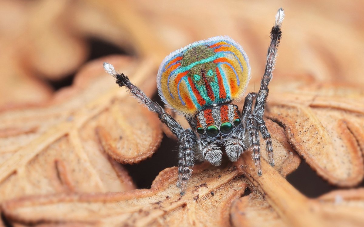 Паук птицеед под микроскопом