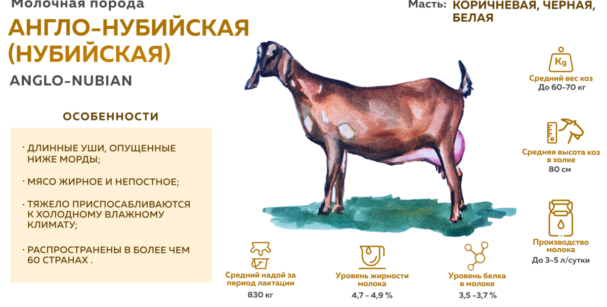 Молоко англо нубийских коз