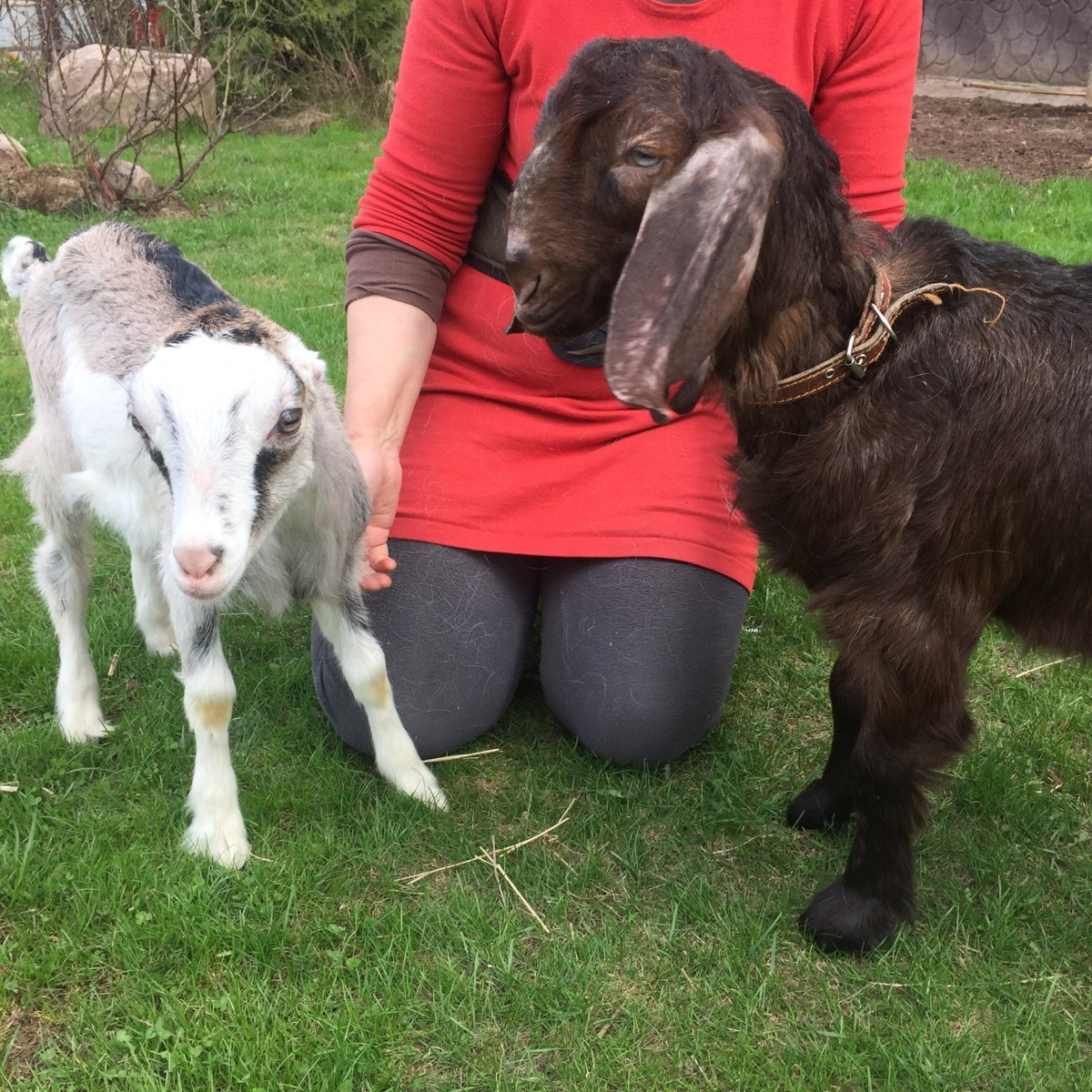 Дамаск (дамасская или Шами) коза