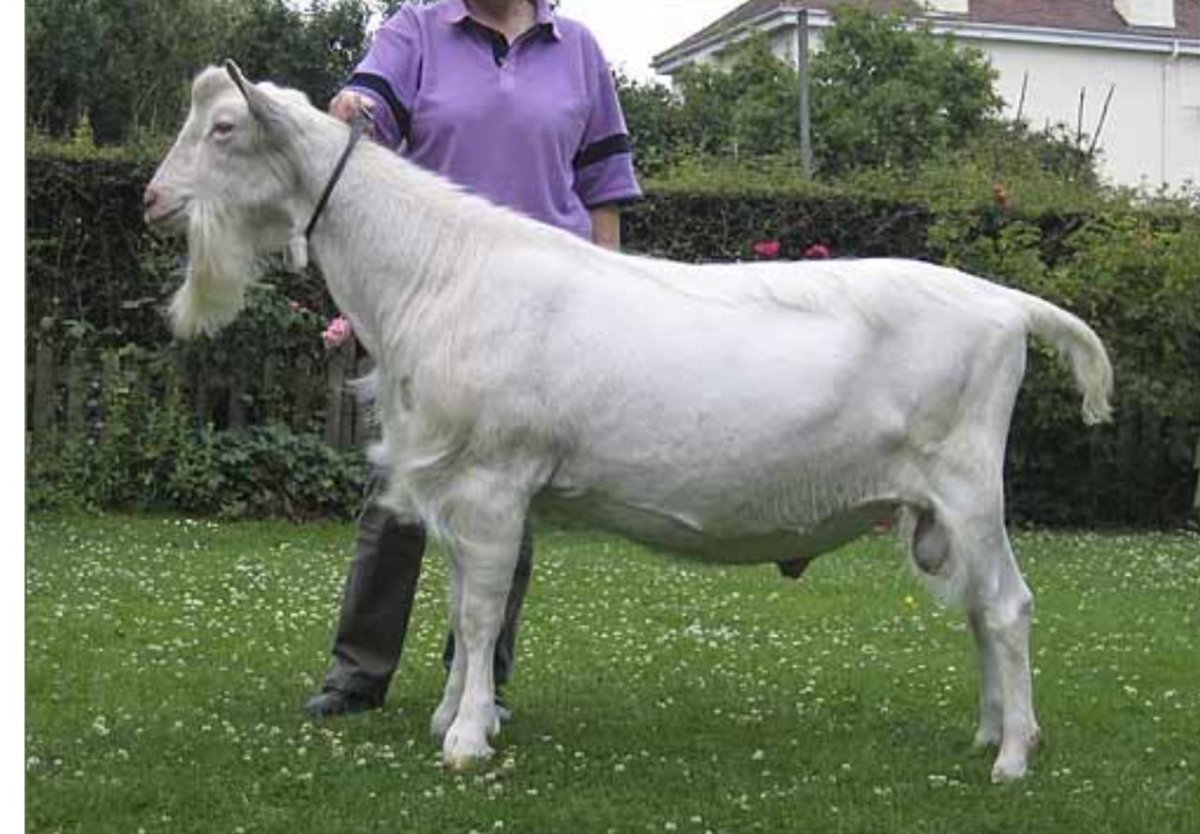 Дамасская коза породы Шами