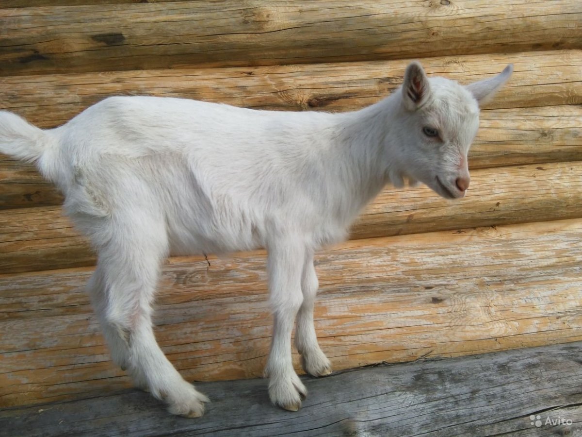 Мужчины коза дояр