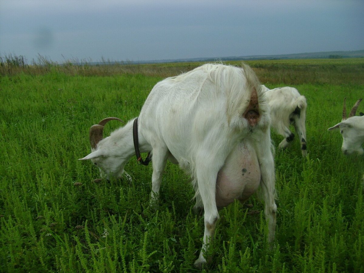 Козы дойные зааненской породы