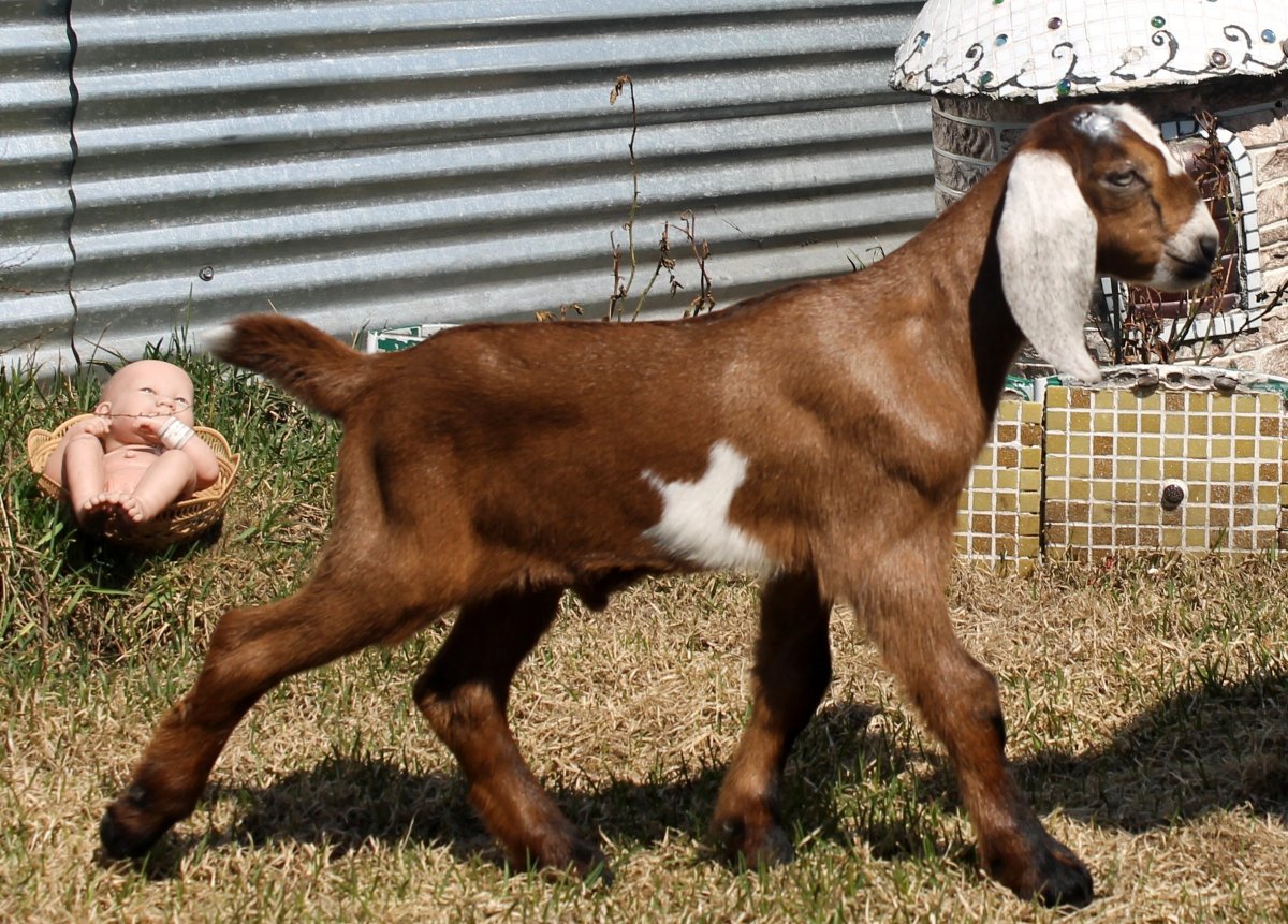 Сирохи коза