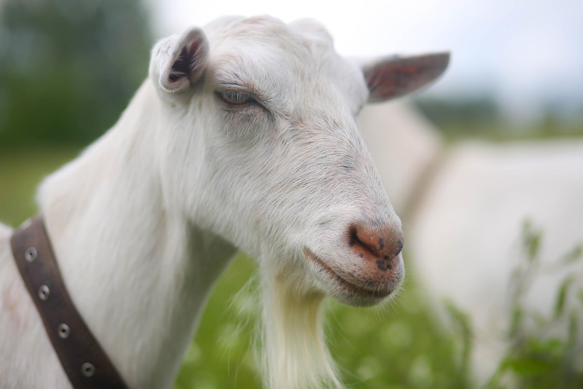 Зааненская безрогой козы