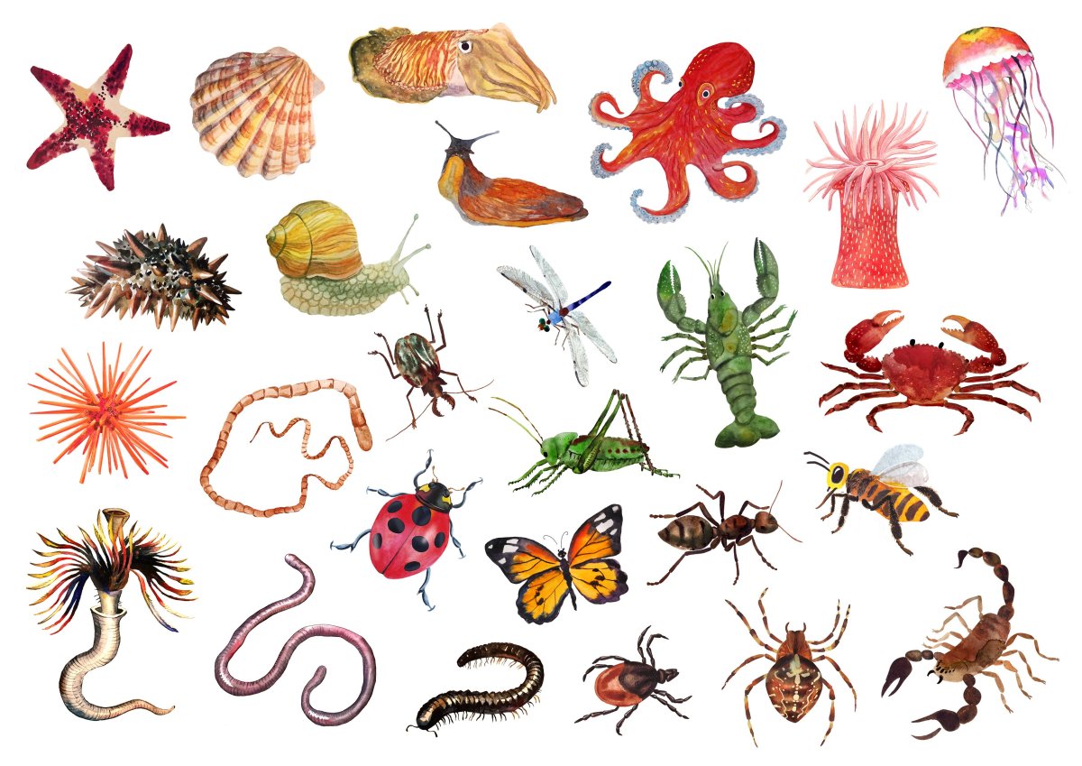 Улитка Жозефина