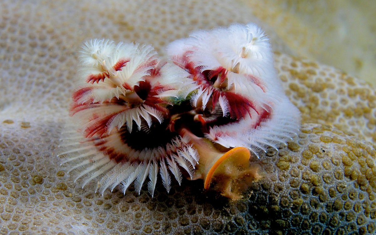 Иглокожие Echinodermata