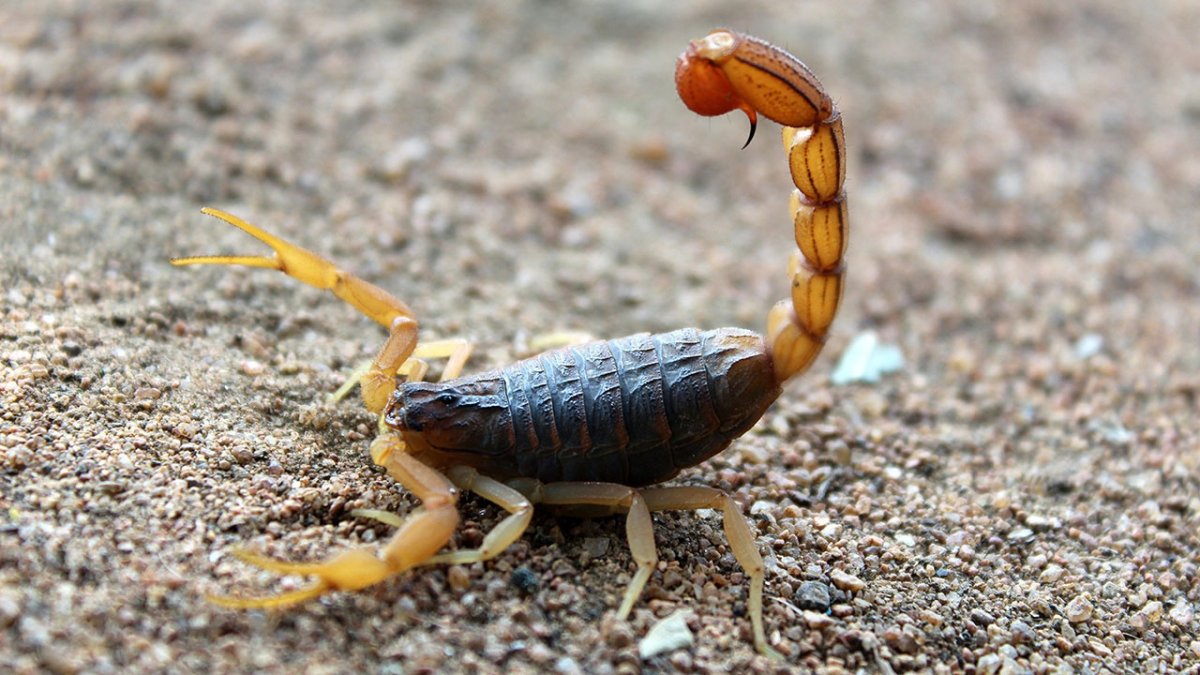 Улитки бежевый