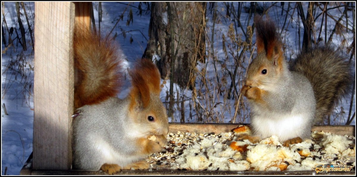 Сибирские (Западно-Сибирские) белки
