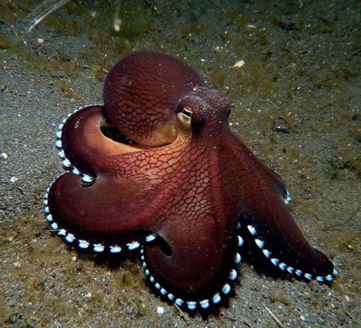 Насекомые в природе