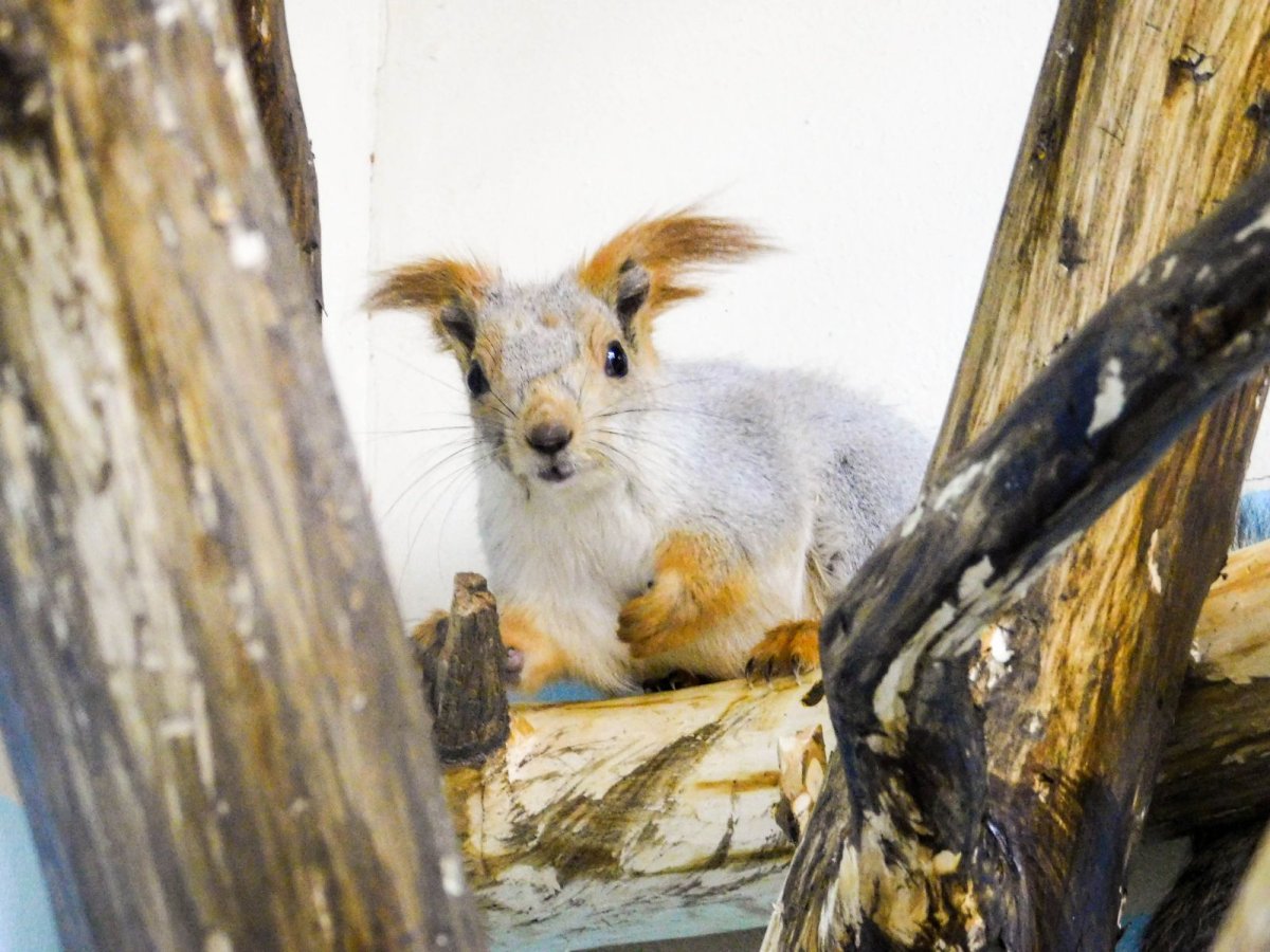 Алтайский заповедник белка