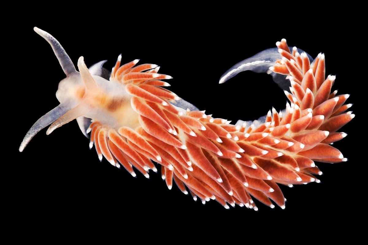 Amphioctopus marginatus